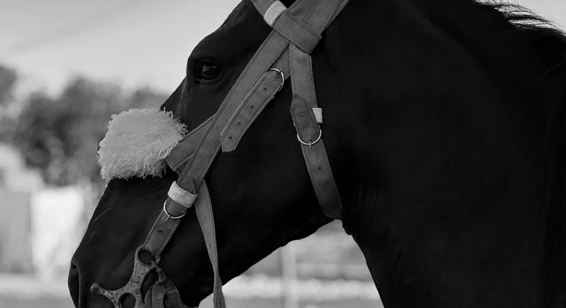 Close-up of a horse's head wearing a bridle and harness, with a fluffy tassel near the nose.