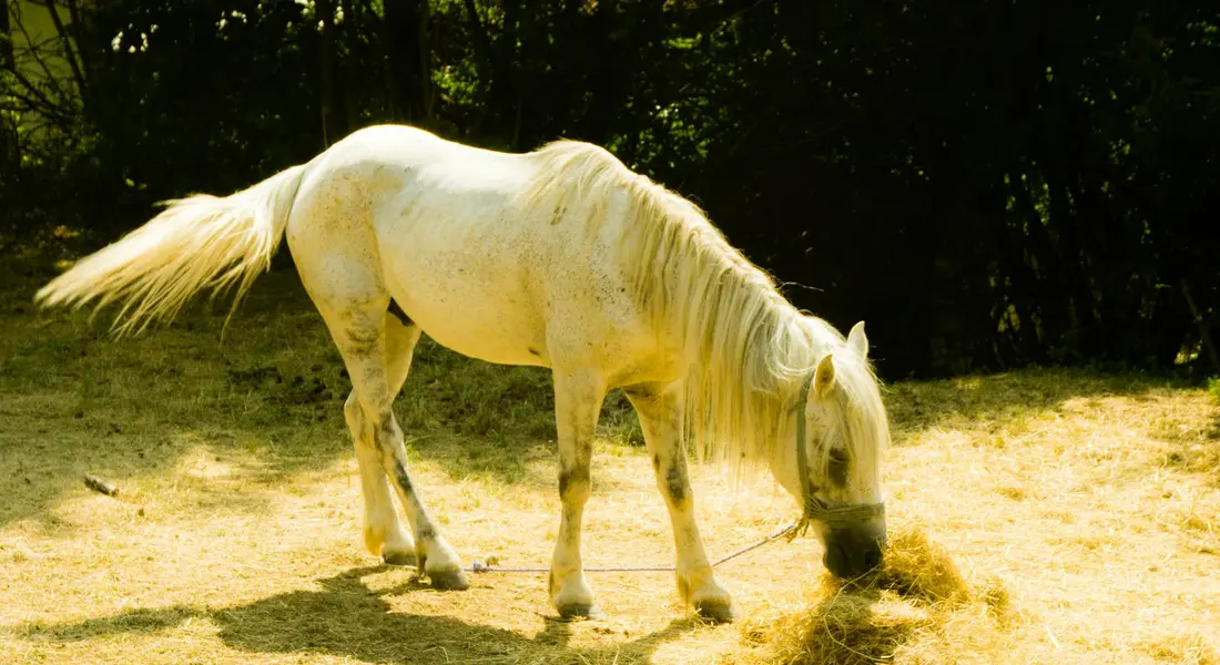 A light-colored horse wearing a halter eats hay in a sunlit paddock.