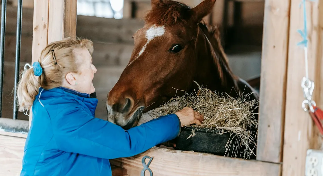 A person in a blue jacket feeds hay to a horse in a stable.