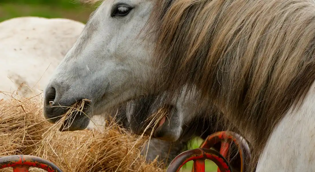 Close-up of a gray horse eating hay with a red wheel in the background.