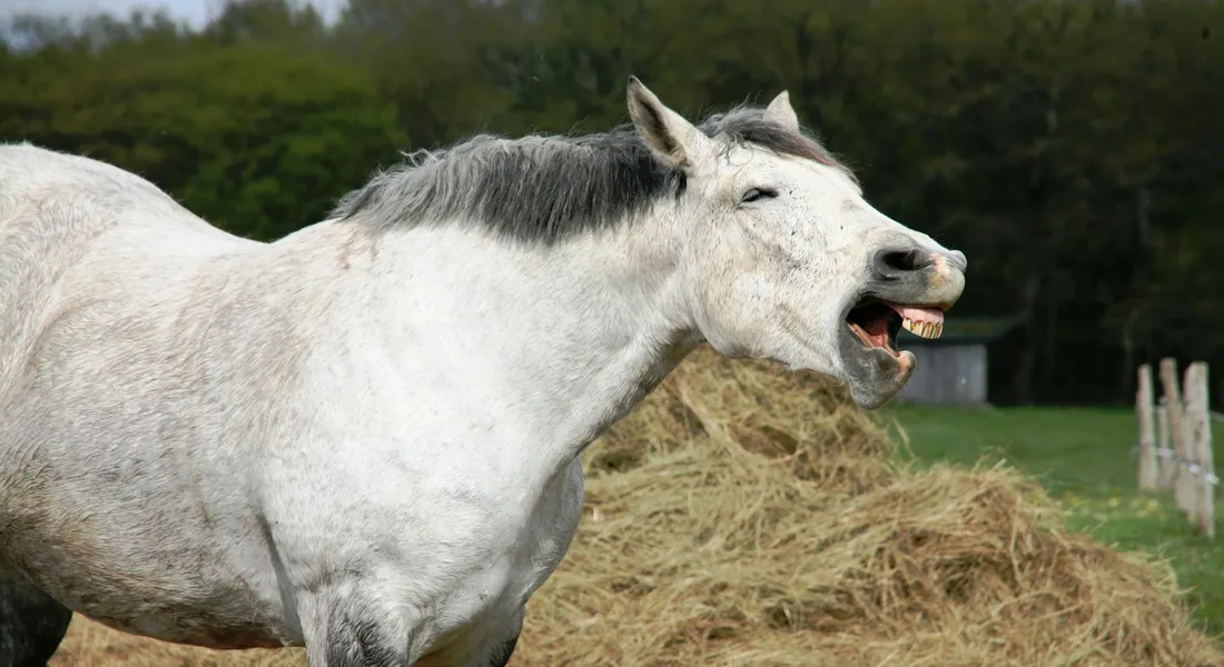 A gray horse with its mouth open stands beside a hay bale in a grassy pasture.