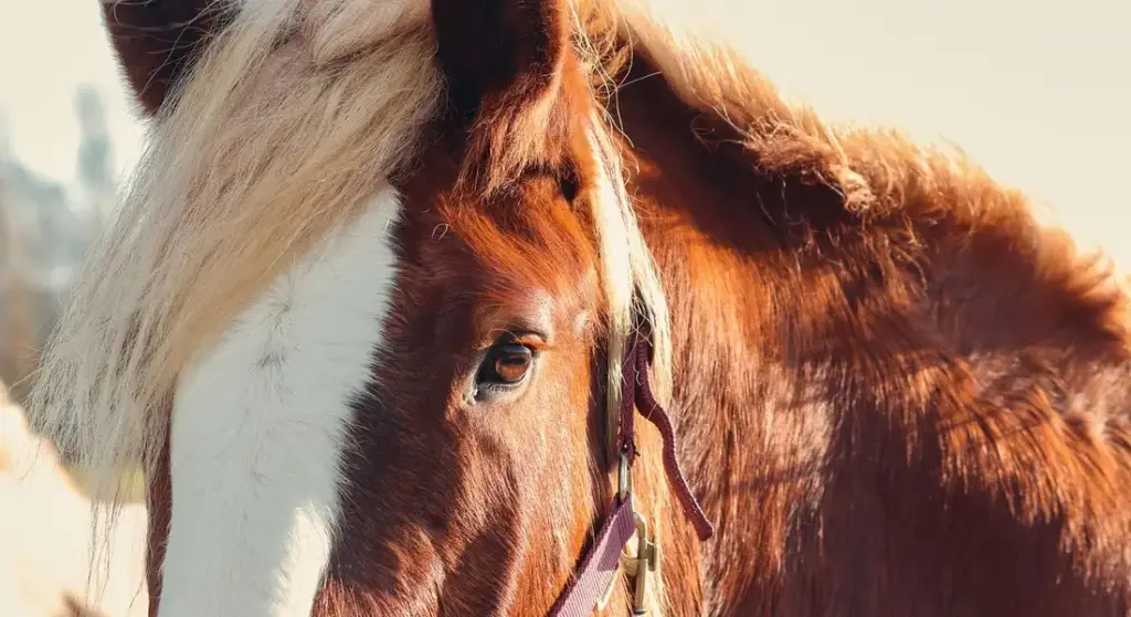 Can Horses Cry? Understanding Equine Tear Production and Emotional Expression