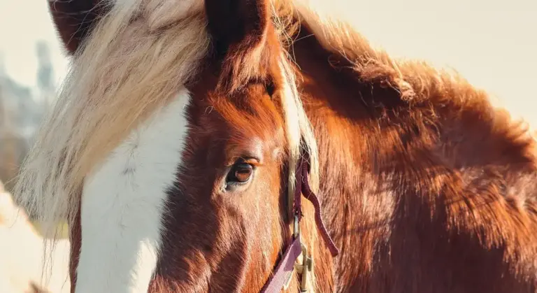 Close-up of a horse's head with a white blaze and brown coat, focusing on its eye.