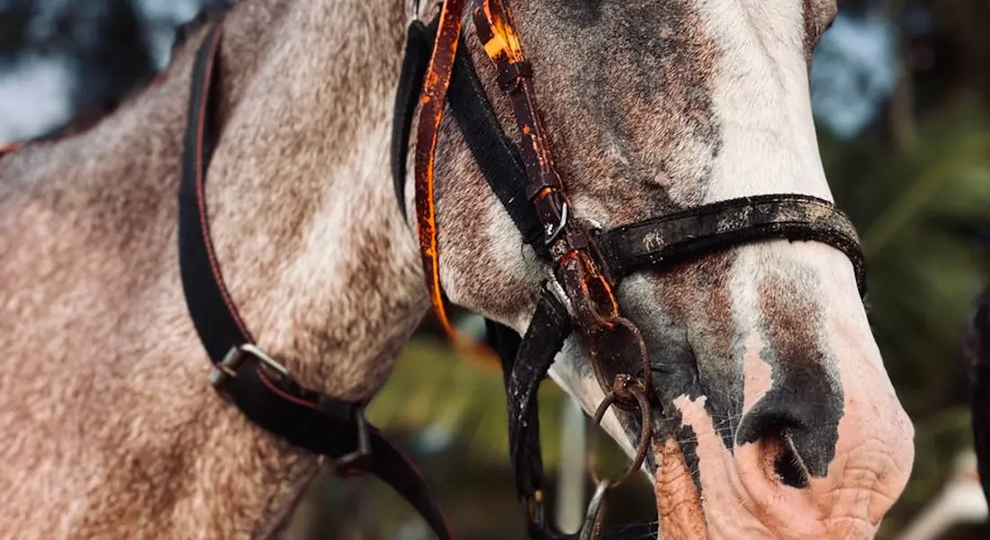 Close-up of a horse's head wearing a bridle in bright sunlight