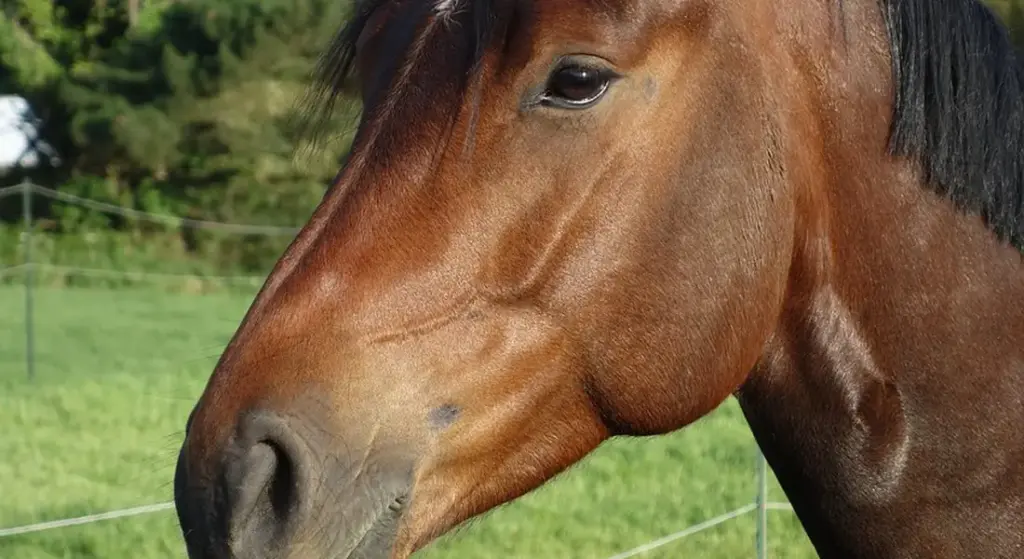 Barn-Side Clues: How to Spot the Subtle Signs Your Horse is in Pain