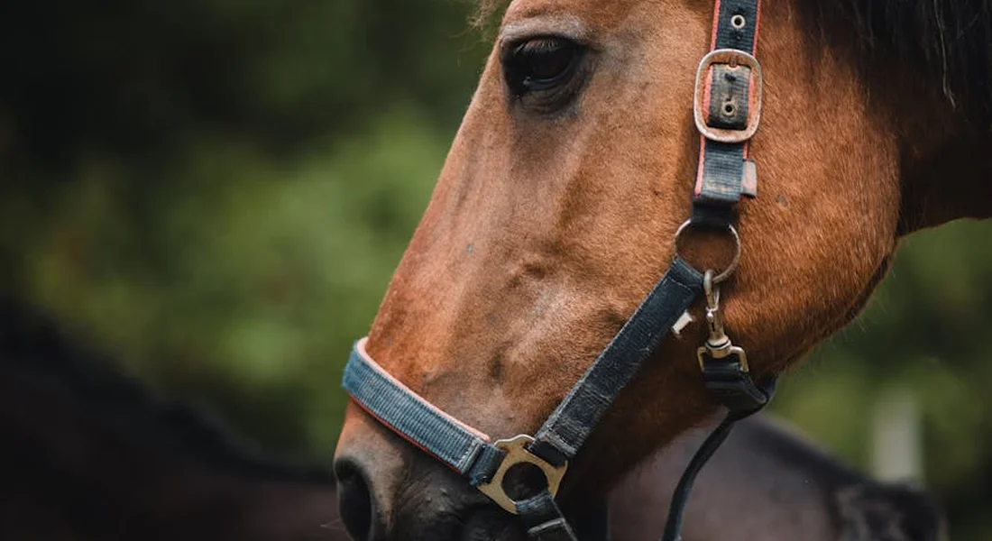 Close-up of a horse wearing a bridle in a green, outdoor setting