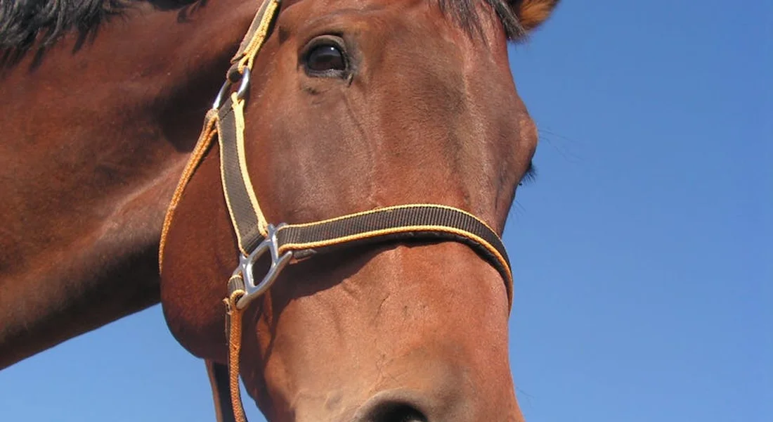 Close-up of a horse's head wearing a halter against a clear blue sky.