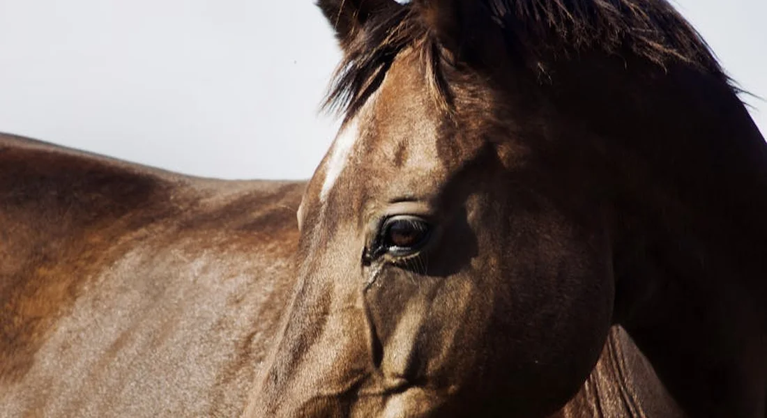 Close-up of a brown horse's head and neck with a dark mane.