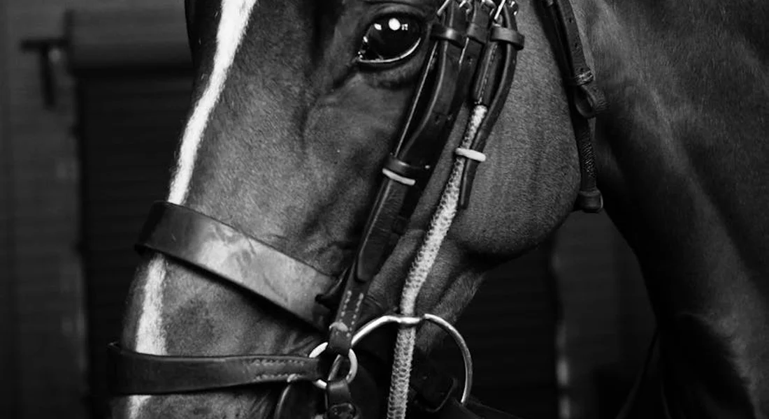 Close-up black-and-white photograph of a horse's head wearing a bridle