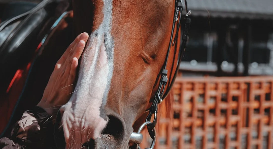 Close-up of a horse's head being groomed, with a handler's hand resting on its face and a bridle visible in the background.