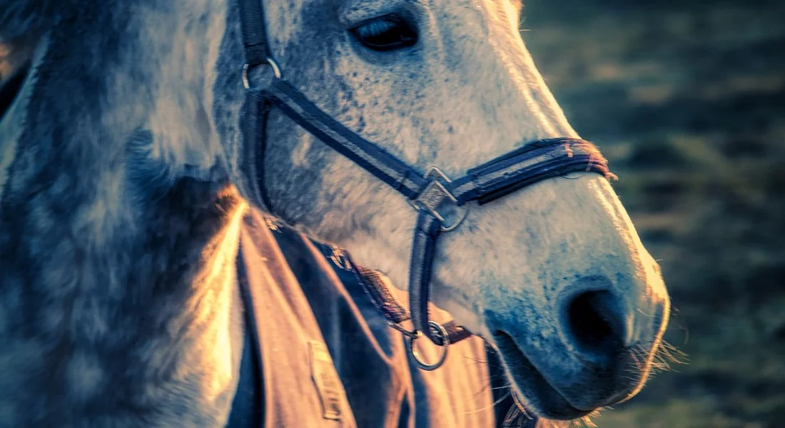 Close-up of a horse's head wearing a halter