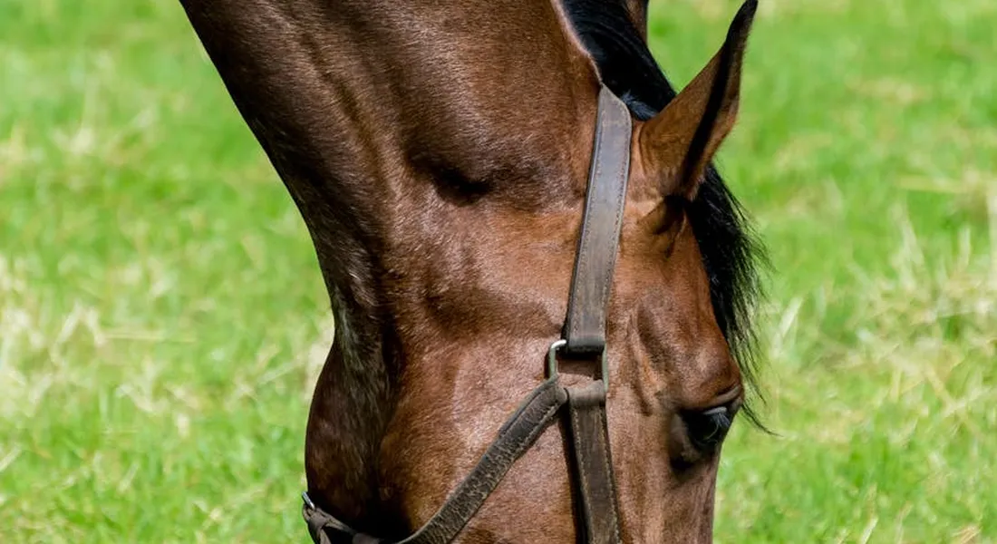 Close-up of a young horse's head wearing a bridle in a green pasture.