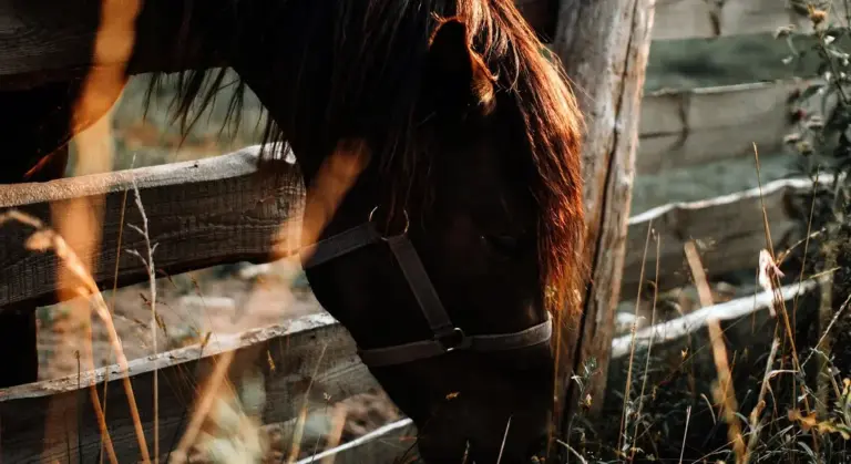 Close-up of a horse's head near a wooden fence in a sunlit paddock.