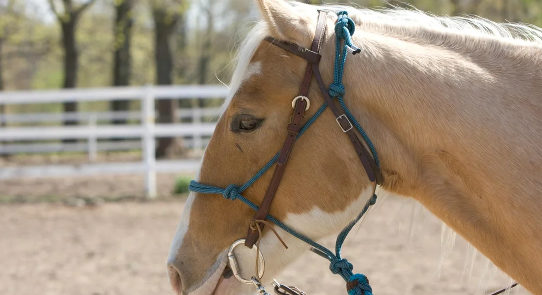 Side profile of a light-colored horse wearing a brown bridle and blue tack in an outdoor arena.
