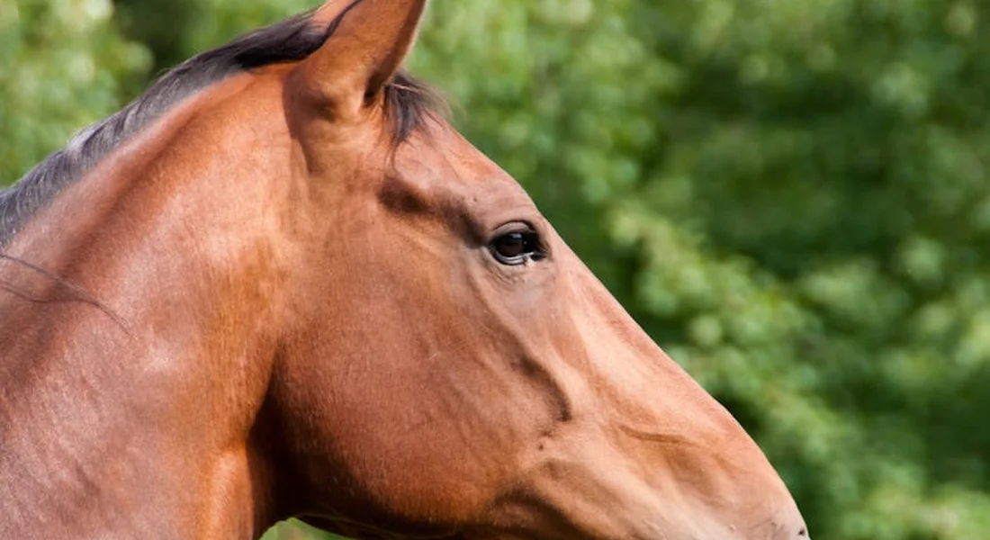 Close-up profile of a brown horse’s head against a green, leafy background.