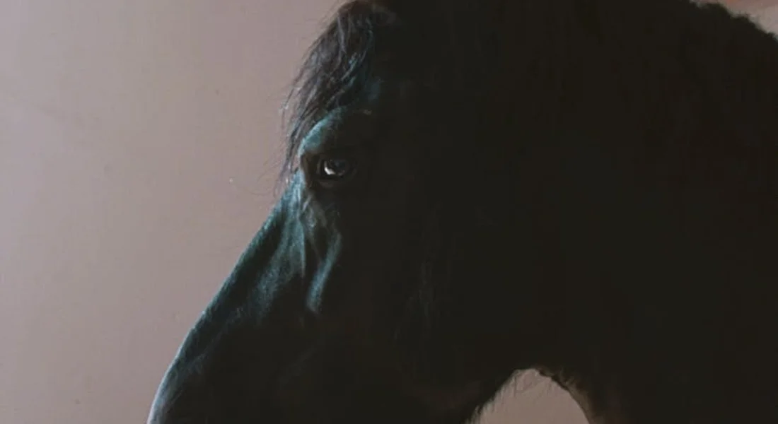 Close-up profile of a dark horse's head in a dimly lit stable.