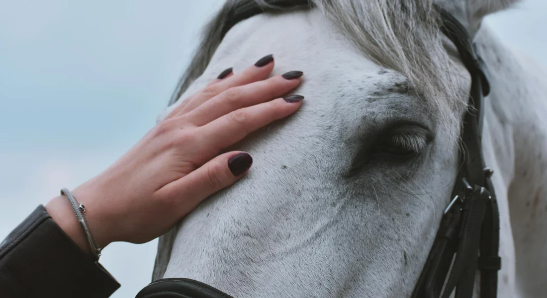 Close-up of a white horse being gently stroked on the head by a person, with a bridle visible on the horse.
