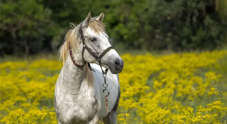 Gray horse wearing a halter stands in a field of yellow wildflowers