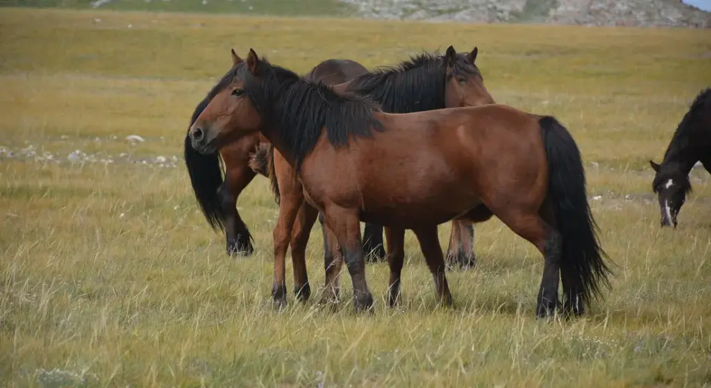 Your Guide to Harmonious Herds: Understanding Horse Dynamics and Enrichment