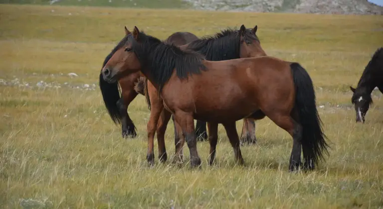 Several brown horses with dark manes standing together in a wide grassy plain