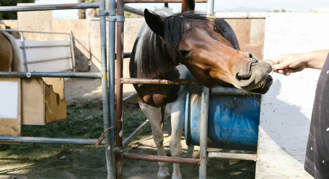 Horse leaning toward a hand offering feed through a stall gate, illustrating common feeding temptations