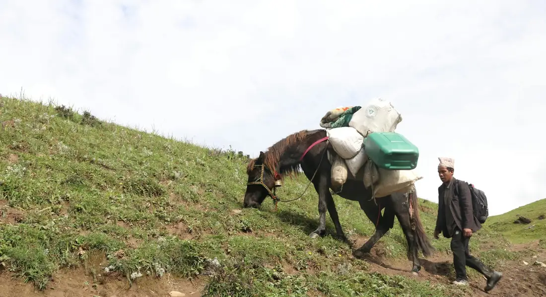 A horse loaded with packs climbs a grassy hillside while a person walks beside it, illustrating obstacle navigation.