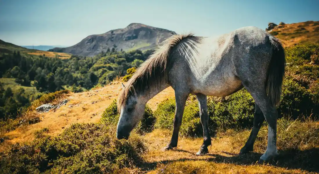 A gray horse grazing on a sunlit hillside with shrubs and distant mountains under a clear blue sky.