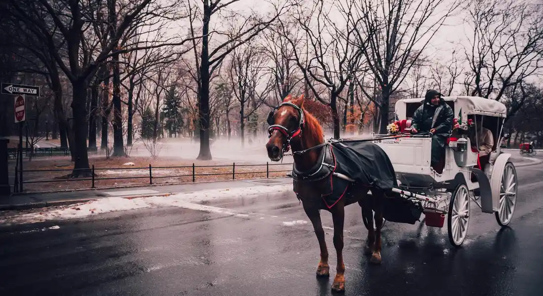 Chestnut horse pulling a white horse-drawn carriage through a wet city street in winter, with bare trees, light mist, and a driver in dark attire.