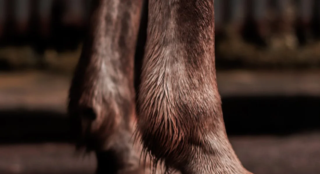 Close-up of a horse's lower legs (fetlock and pastern) with textured hair, set against a dark background to illustrate hoof anatomy for reference.
