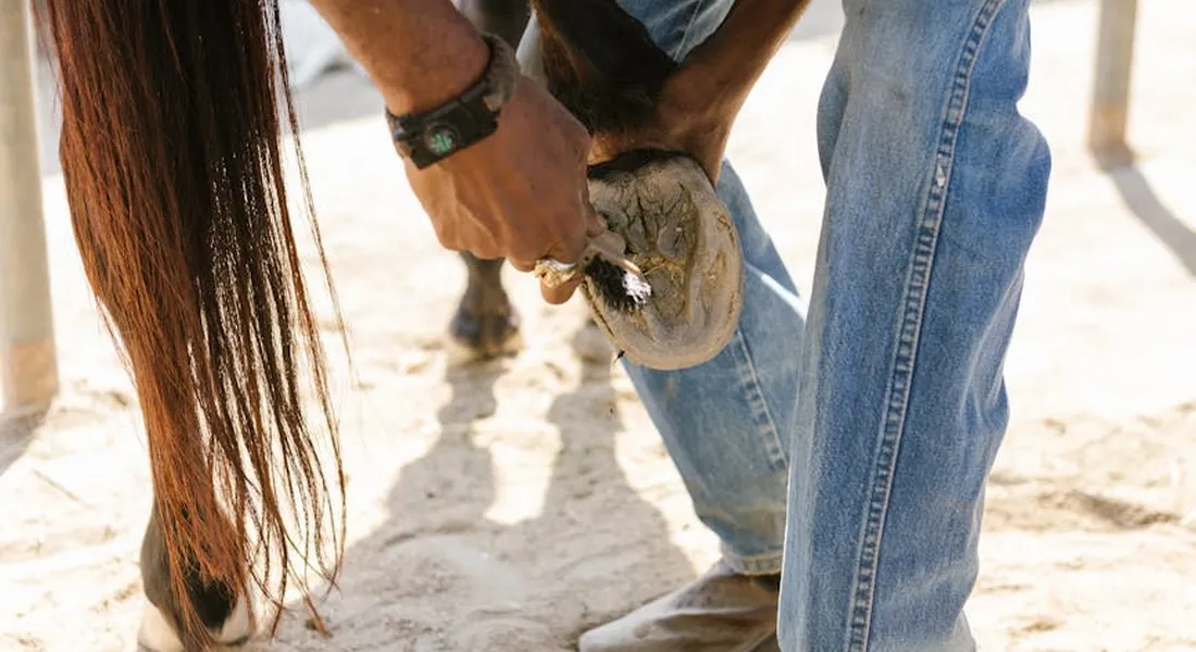 Close-up of a farrier trimming a horse's hoof while wearing jeans and boots