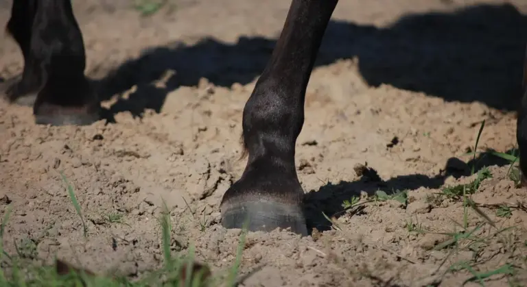 Close-up of a horse's hoof stepping on dirt with a bit of grass nearby.