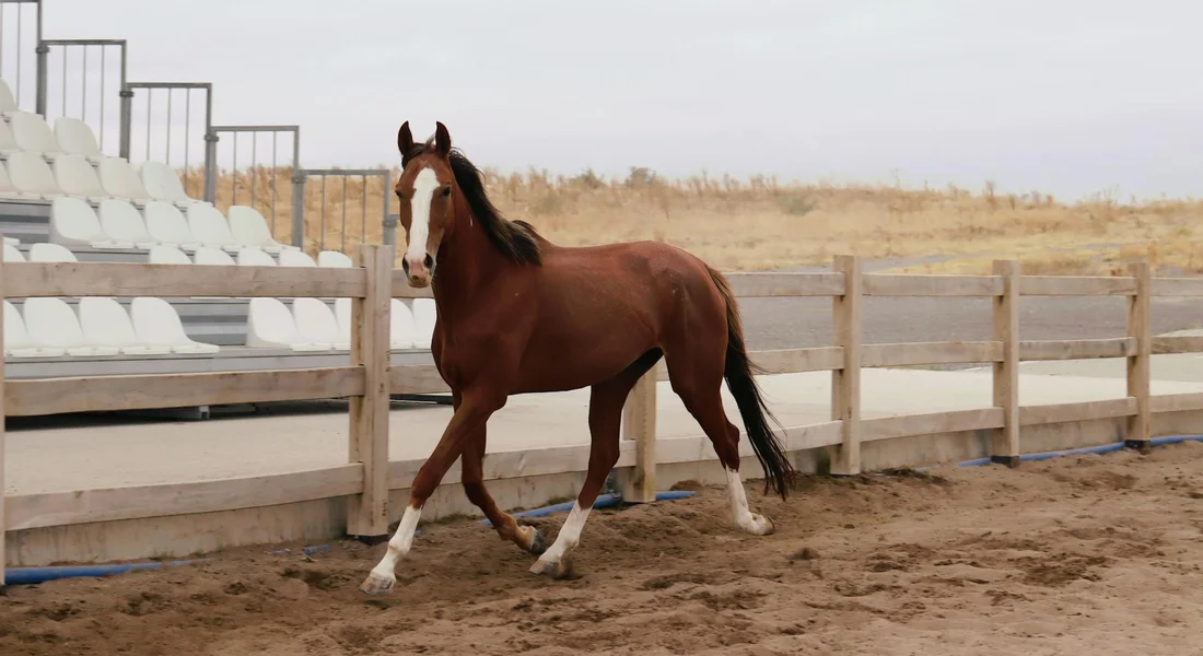Chestnut horse trotting in a sandy arena, showing its hooves and lower legs with a wooden fence in the background.