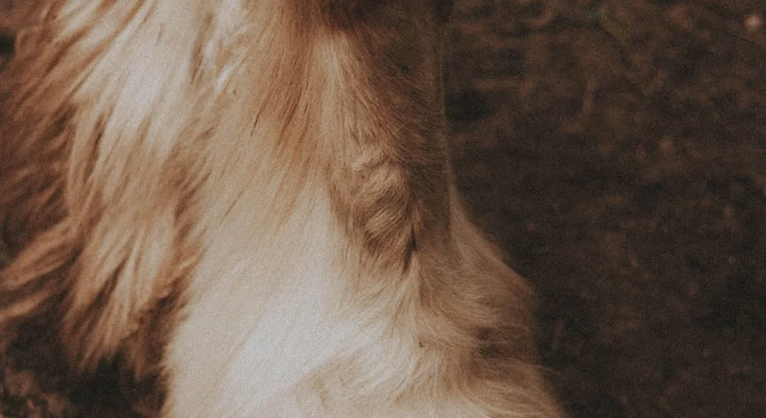 Close-up of a horse's leg with light-colored fur, illustrating hoof care context.