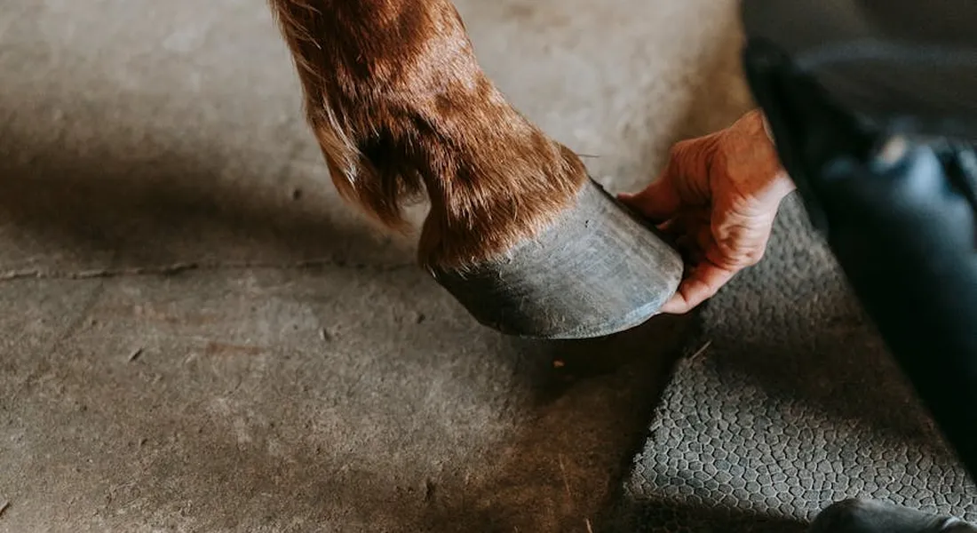 Close-up of a horse's hoof with a caregiver's hand adjusting a protective wrap on a stable floor.