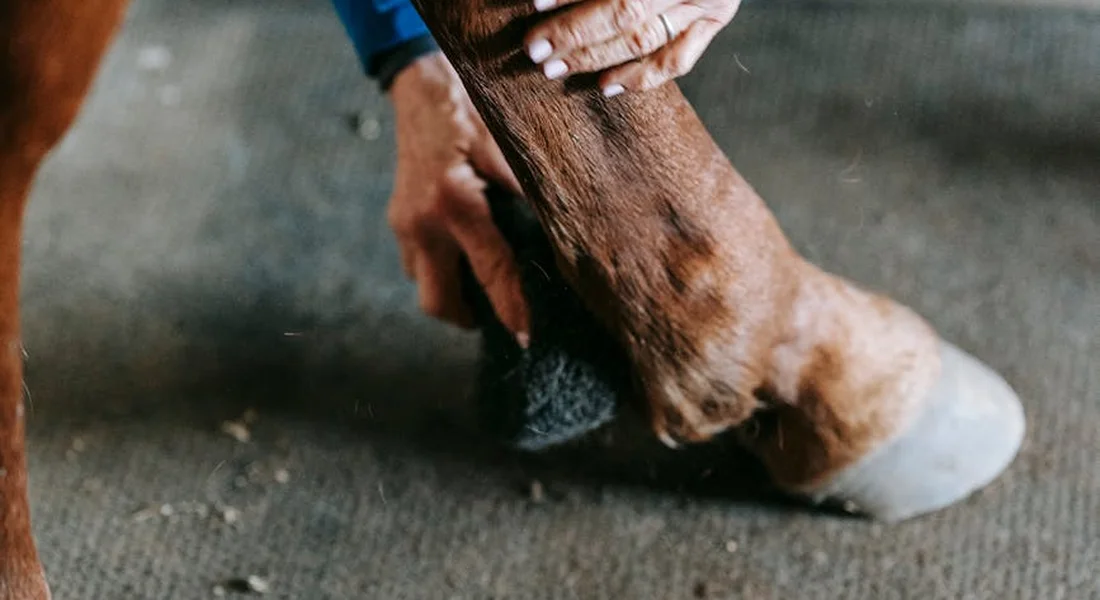 Close-up of a horse's hoof being wrapped by a handler, with a protective pad visible around the hoof.