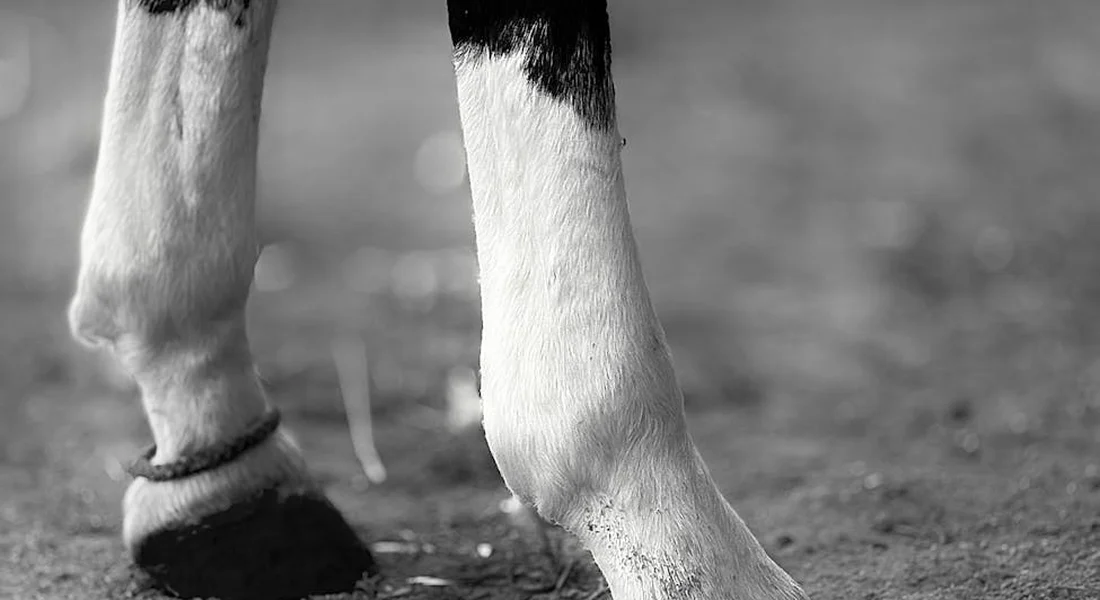 Close-up of a horse's legs and hooves standing in muddy ground, illustrating the mud challenge in pastures.