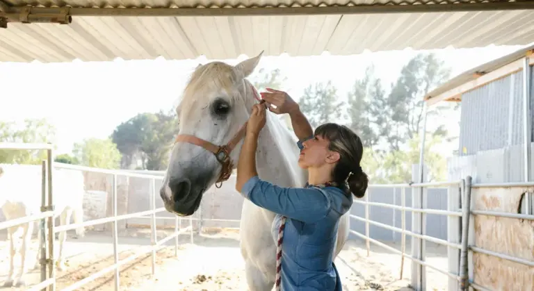 A person grooming and tending a white horse inside a sheltered barn