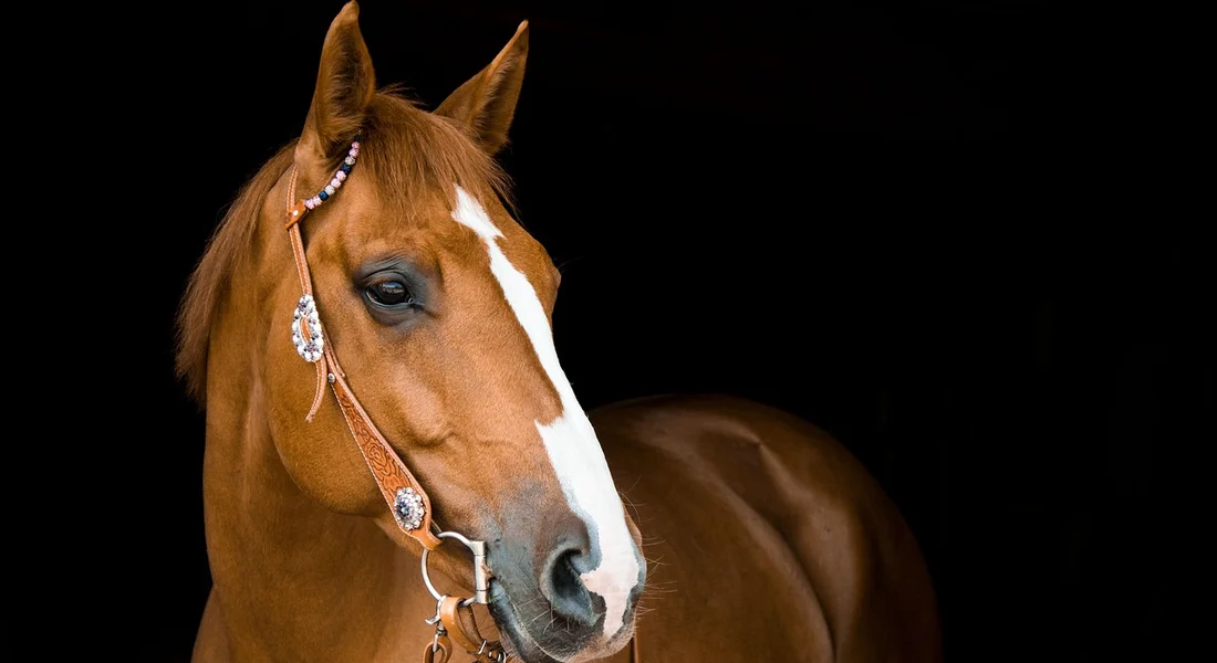 Chestnut horse wearing a bridle against a dark background, looking to the left.