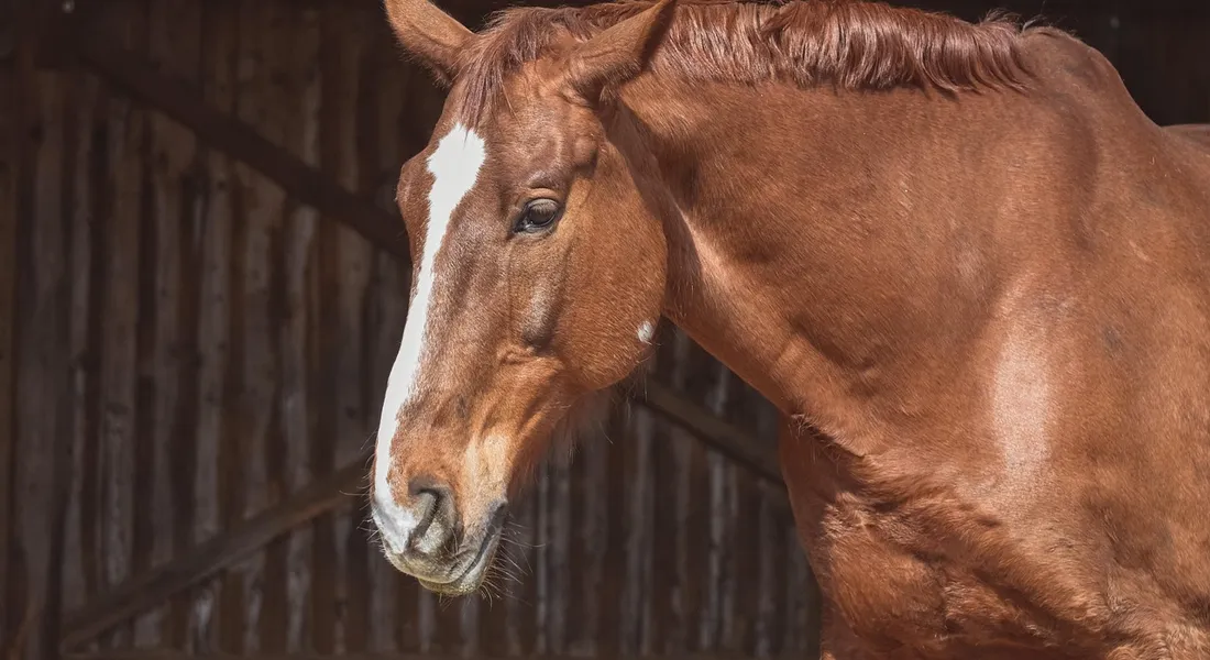 Chestnut horse standing in a quiet, clean barn stall with a dark wooden background.