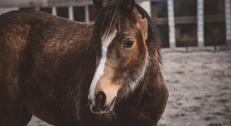 Close-up of a brown horse with a white blaze on its face in a barn setting.