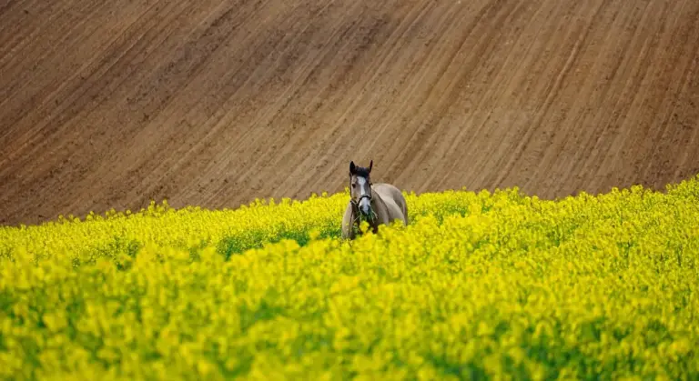 Horse standing in a bright canola field with a brown hillside in the background.