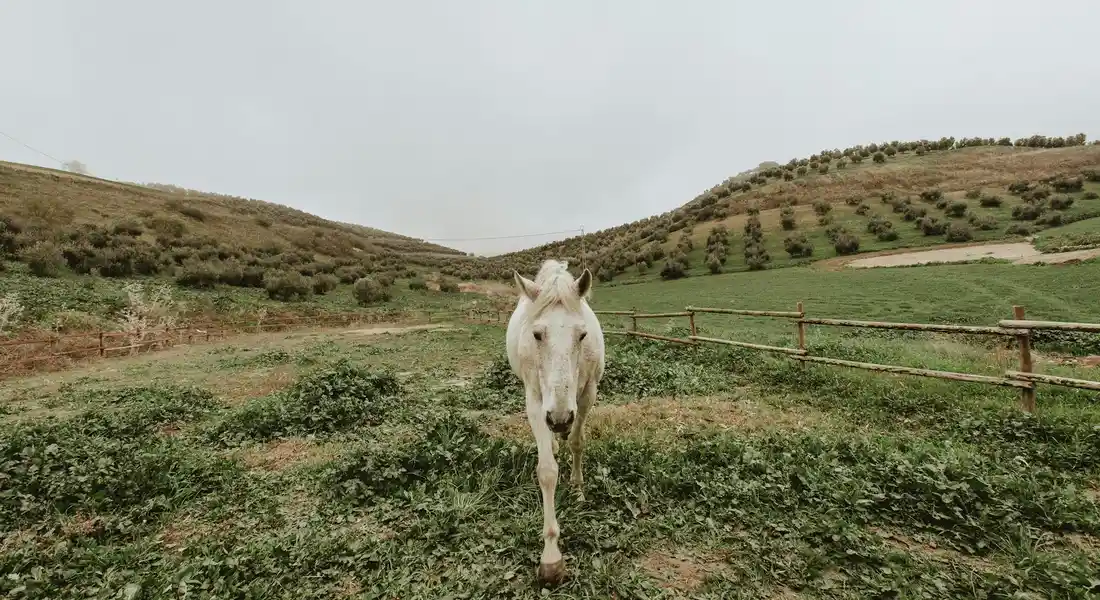 A white horse walking toward the camera in a grassy pasture with rolling hills and a wooden fence.