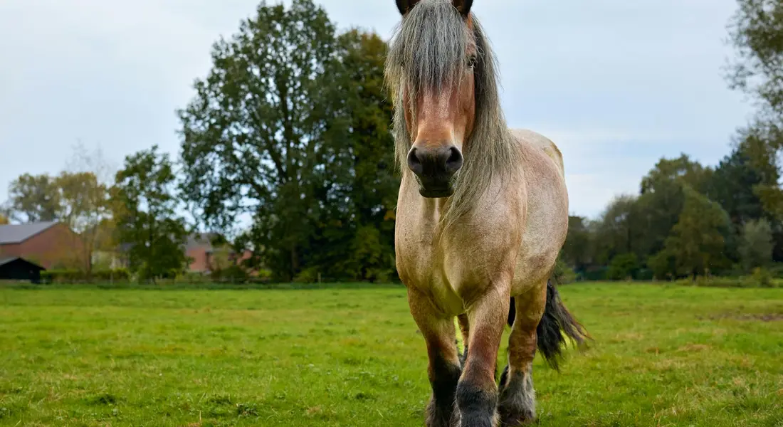 A light brown horse with a dark mane standing in a green grassy field, facing the camera with trees in the background.