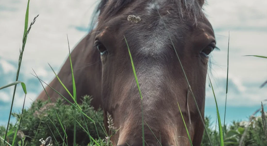 Close-up of a horse's head peeking through tall grasses in a sunlit field.
