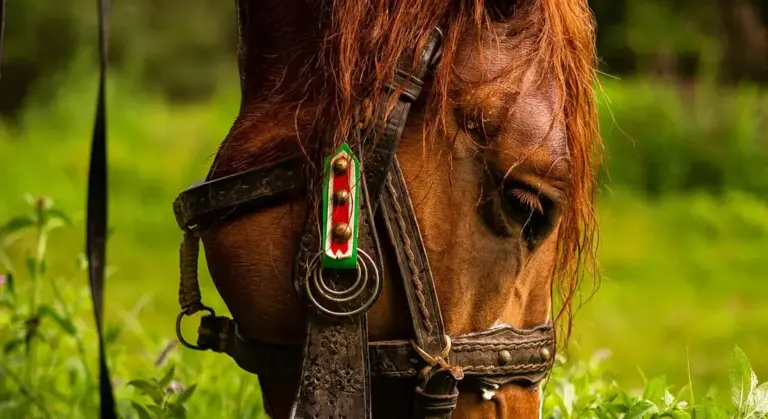 Close-up of a brown horse wearing a bridle in a sunlit green field.