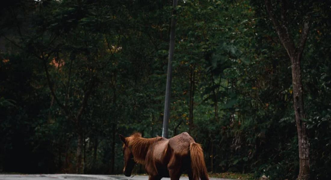 A horse standing on a paved road in a forested area, illustrating the need for quick containment and response planning on a horse farm.