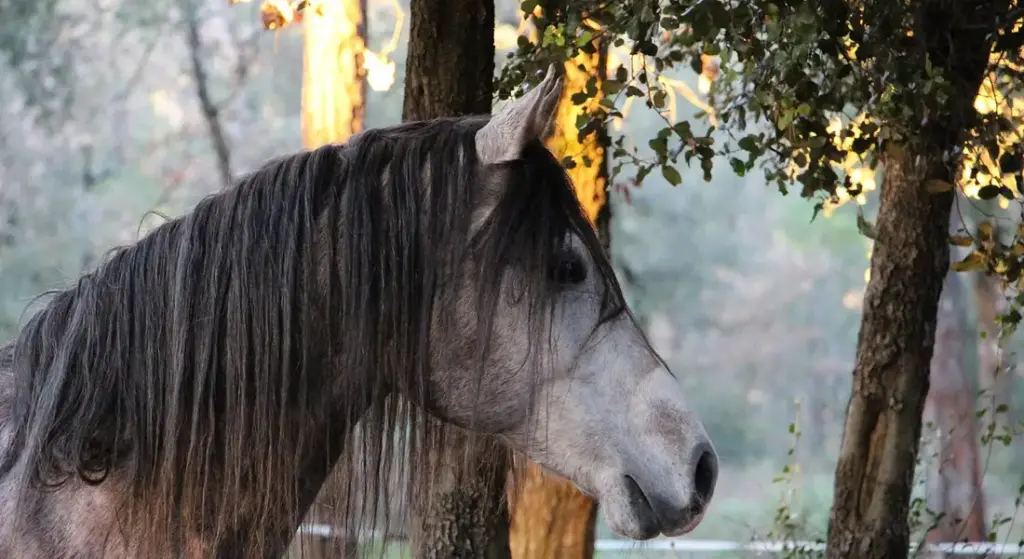 Why Horses Wear Masks, Fly Veils, and Blinders: Protecting Eyes and Easing Minds