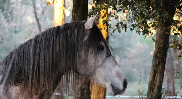 Close-up side profile of a gray horse with a long mane standing among trees in a sunlit forest.