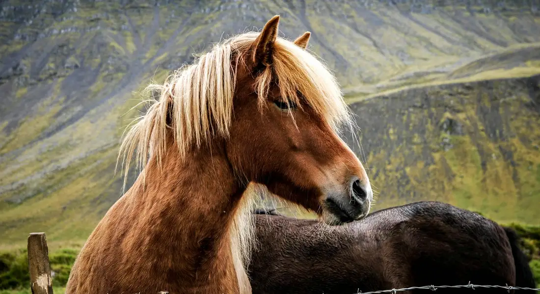 A brown horse with a light blonde mane stands close to another dark horse in a green pasture with mountains in the background.