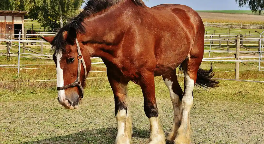 Chestnut horse with white leg markings standing in a fenced paddock on a sunny day.